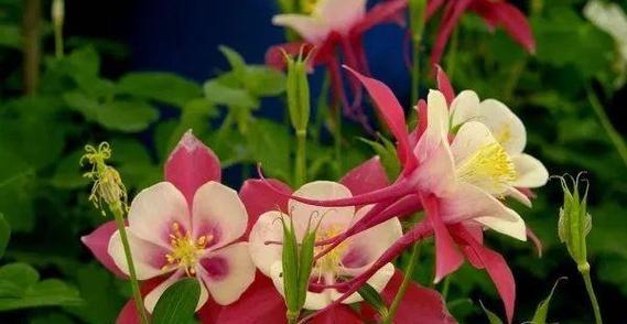 探秘多年宿根花卉（品味美丽花海的同时，了解这些花朵的生长习性）-第2张图片-绿意生活