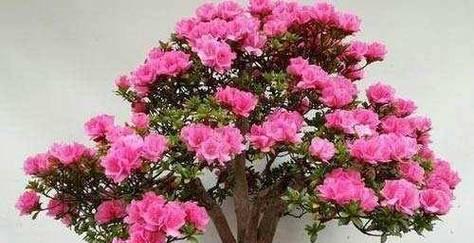 如何正确地换盆换土杜鹃花（杜鹃花的生长与换盆换土时机选择）-第1张图片-绿意生活