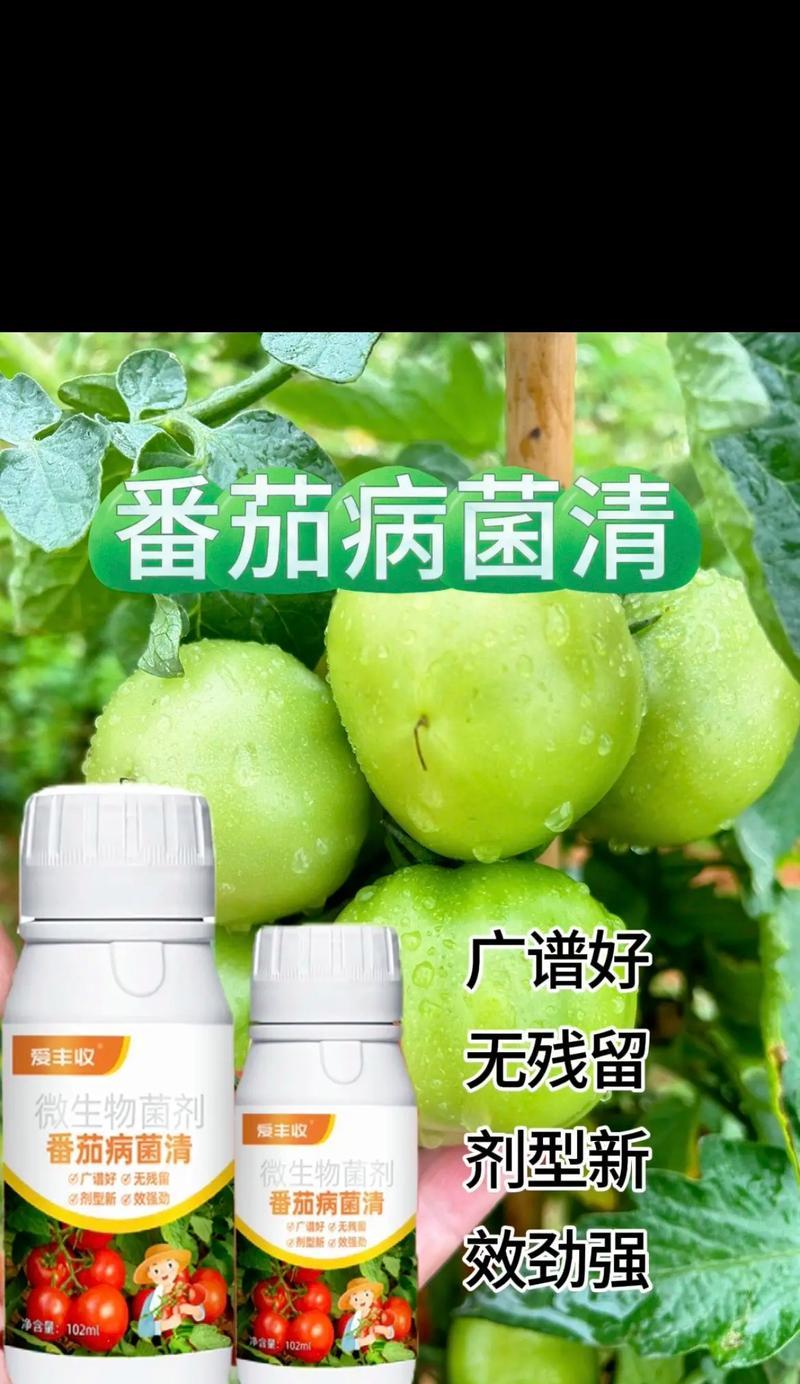 番茄落果原因及防治方法（探究番茄落果的成因，提供有效防治措施）-第1张图片-绿意生活
