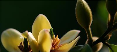 含笑花的美丽之谜（揭秘这种花的颜色）-第3张图片-绿意生活