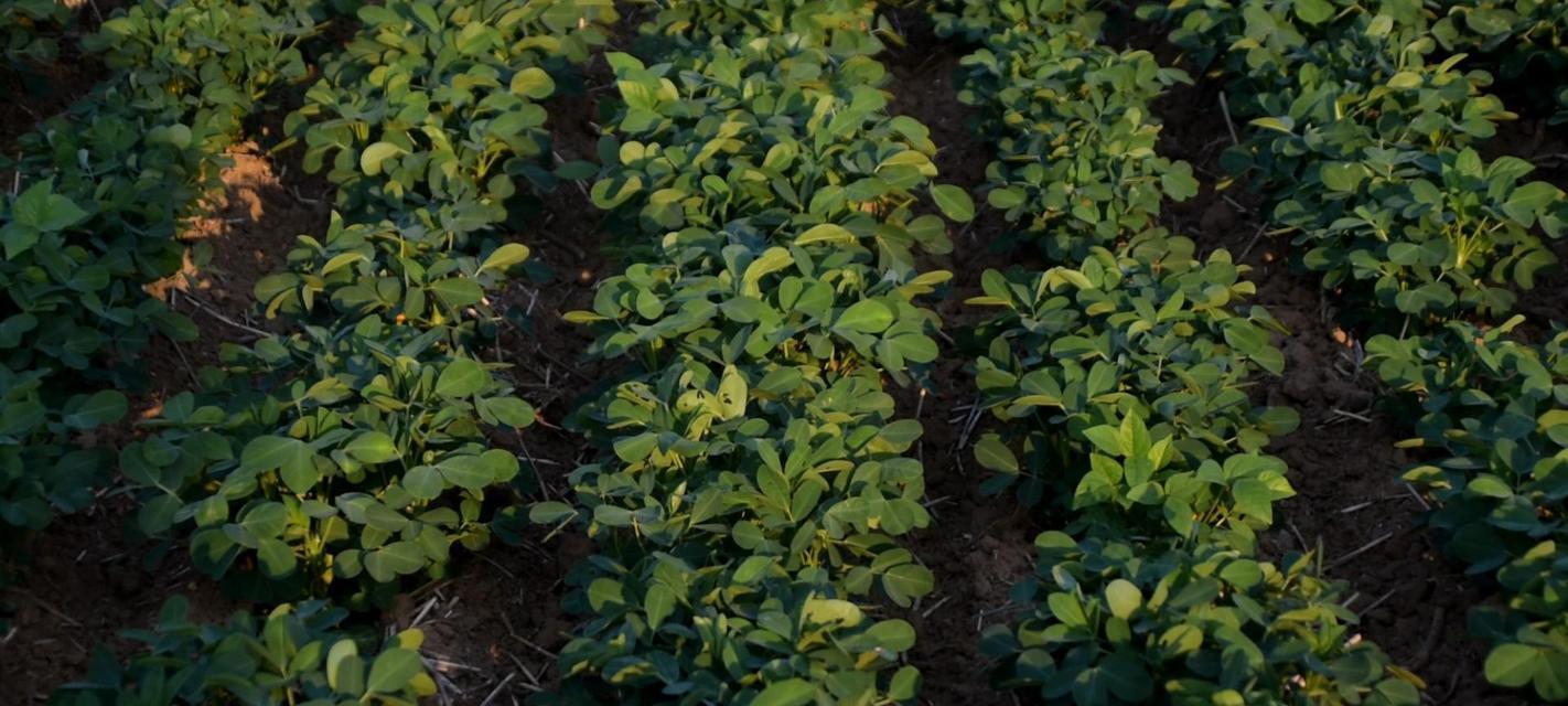花生的开花季节和特点（了解花生的生长特点和开花时间）-第1张图片-绿意生活