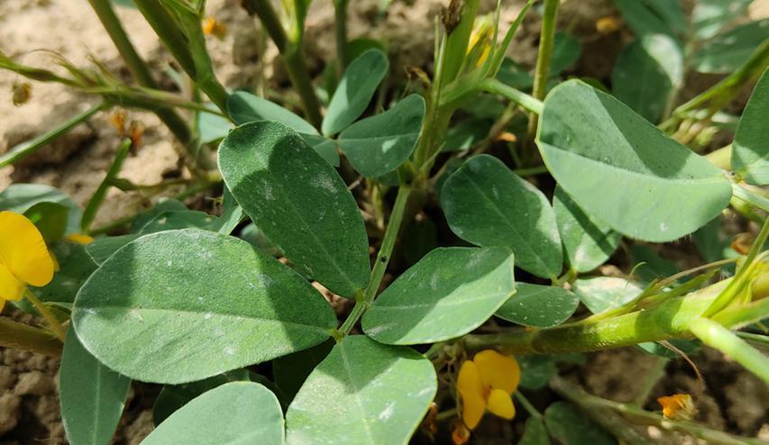 花生的开花季节和特点（了解花生的生长特点和开花时间）-第3张图片-绿意生活