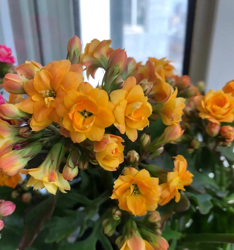 长寿菊的家庭养护方法（一步步教你养出美丽长寿菊花的秘诀）-第1张图片-绿意生活
