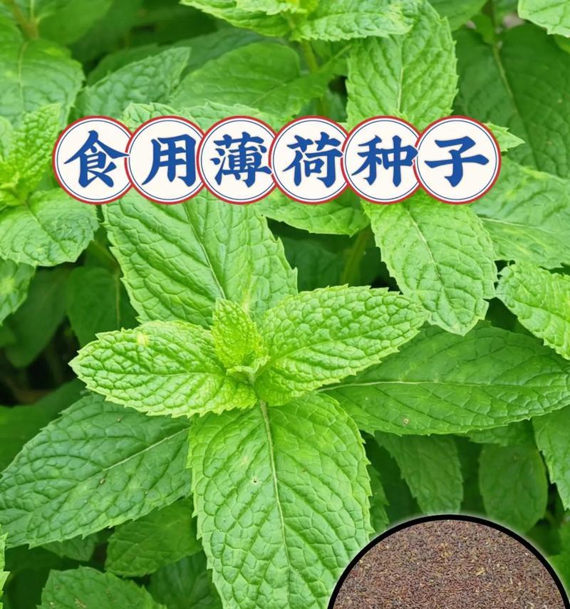家里不能种薄荷的原因（家庭种植薄荷的注意事项与解决方法）-第1张图片-绿意生活