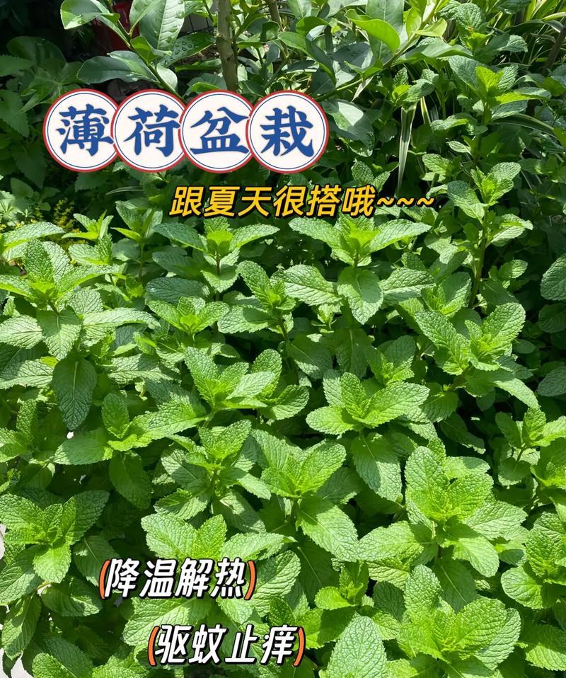 家里不能种薄荷的原因（家庭种植薄荷的注意事项与解决方法）-第2张图片-绿意生活