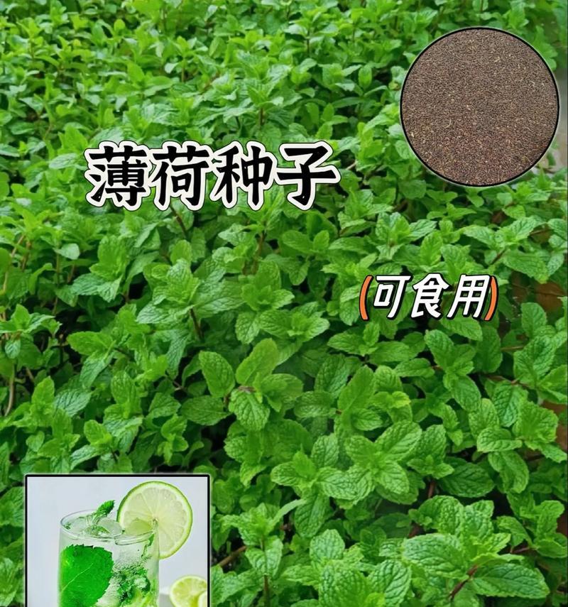 家里不能种薄荷的原因（家庭种植薄荷的注意事项与解决方法）-第3张图片-绿意生活