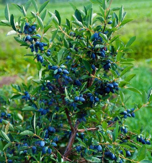 蓝花楹果实的营养与功效（发现自然的美味佳肴——蓝花楹果实）-第1张图片-绿意生活
