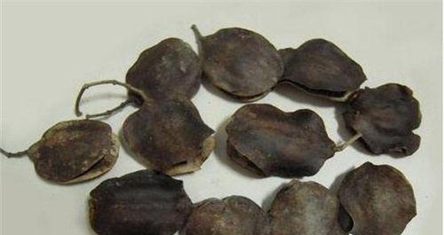 蓝花楹果实的营养与功效（发现自然的美味佳肴——蓝花楹果实）-第2张图片-绿意生活