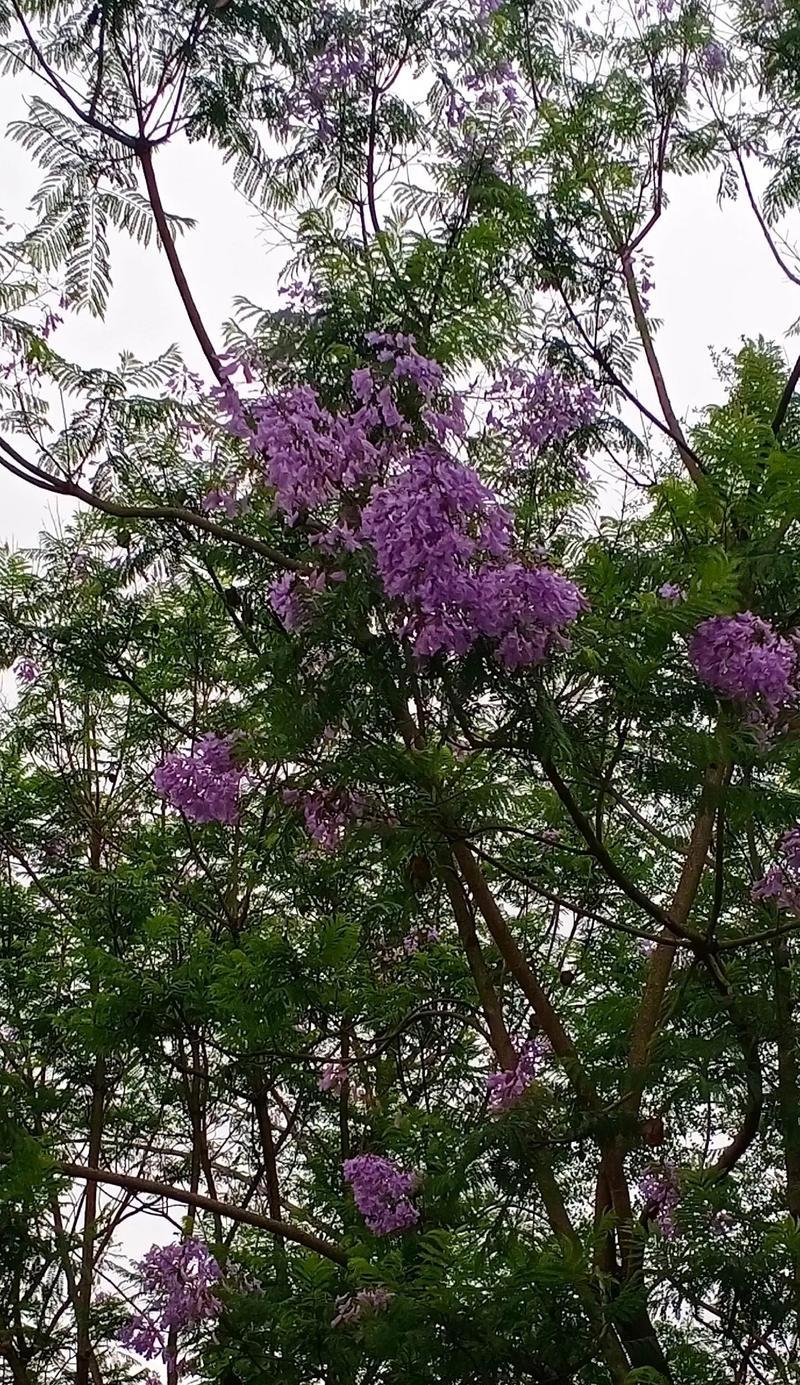 蓝花楹果实的营养与功效（发现自然的美味佳肴——蓝花楹果实）-第3张图片-绿意生活