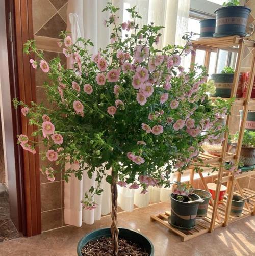 木槿花换盆后多久浇水一次？（花卉养护小技巧，如何避免多浇少浇的问题？）-第2张图片-绿意生活