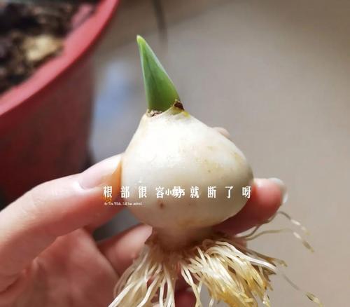 探秘郁金香生长的环境与特点（从土壤到花朵，解读郁金香的成长密码）-第1张图片-绿意生活