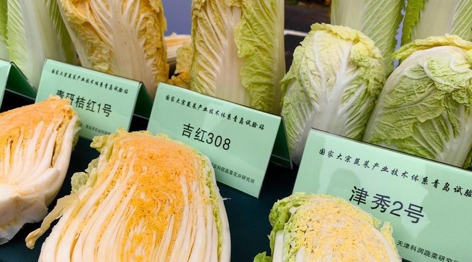 白菜的收获时间（从种植到收获，掌握白菜生长的窍门）-第2张图片-绿意生活