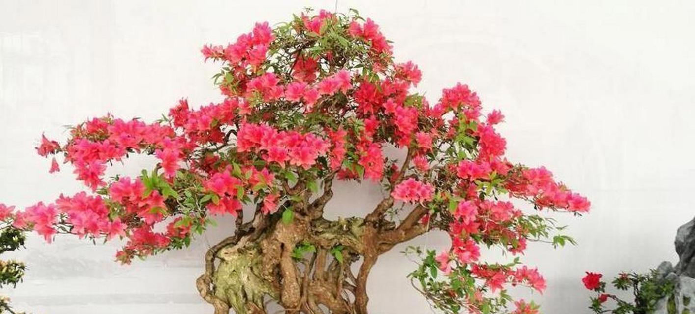 杜鹃花的喜阳习性（探究杜鹃花喜欢阳光的原因及种植技巧）-第1张图片-绿意生活