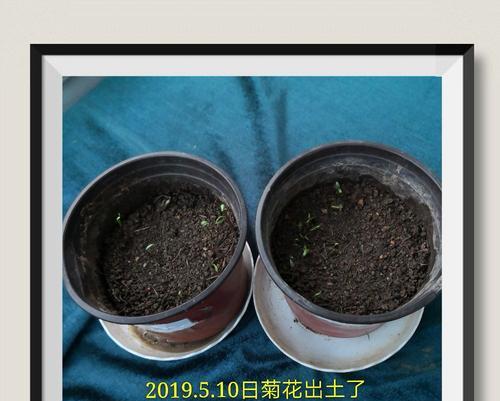 探秘菊花的生长环境与特点（从土壤到花期，了解菊花的成长秘密）-第1张图片-绿意生活