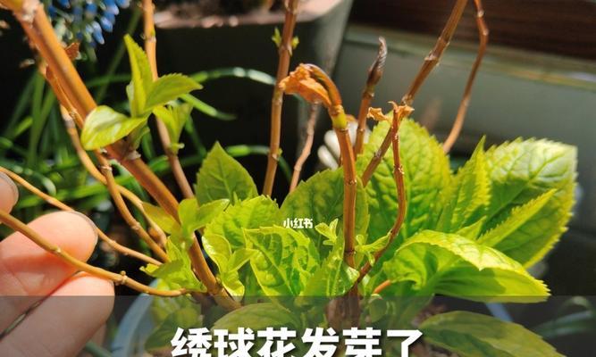 绣球花不发芽怎么办？（教你轻松解决绣球花不发芽的问题）-第1张图片-绿意生活