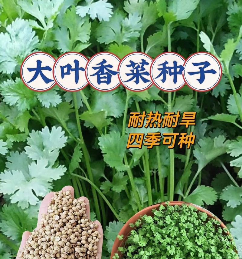 如何种植香菜种子？（从准备土壤到收获全程指南）-第2张图片-绿意生活