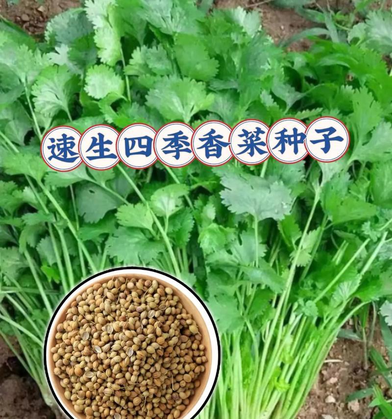 如何种植香菜种子？（从准备土壤到收获全程指南）-第1张图片-绿意生活