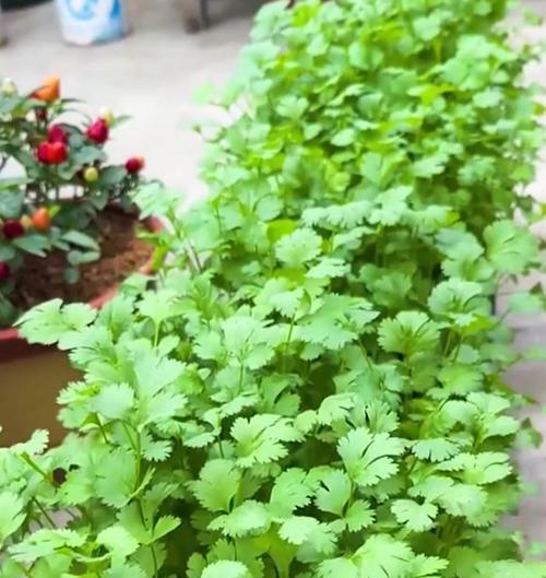 如何种植香菜种子？（从准备土壤到收获全程指南）-第3张图片-绿意生活