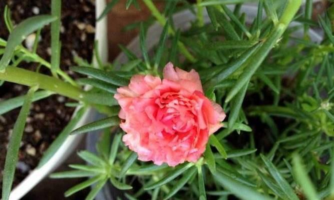 家里也可以种向日葵花！（了解种植向日葵的技巧，打造自家小花园）-第1张图片-绿意生活