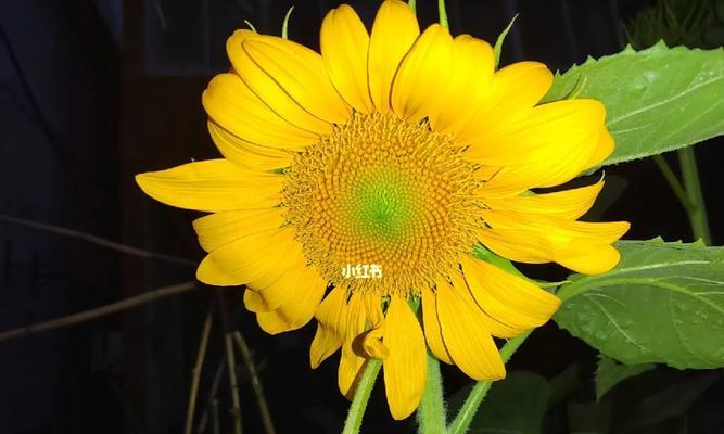 家里也可以种向日葵花！（了解种植向日葵的技巧，打造自家小花园）-第3张图片-绿意生活
