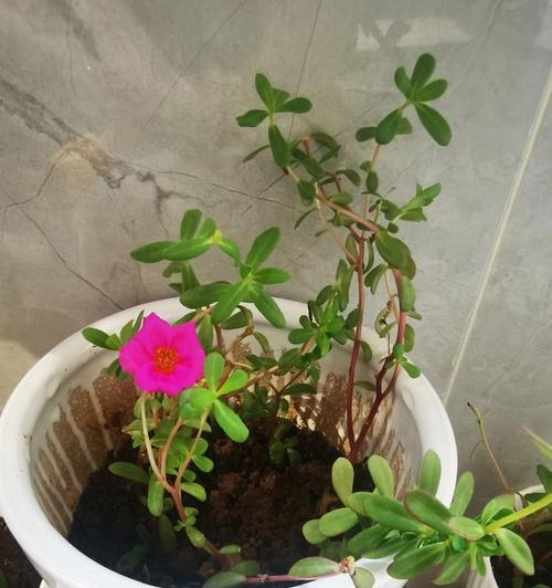家里也可以种向日葵花！（了解种植向日葵的技巧，打造自家小花园）-第2张图片-绿意生活