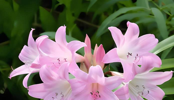 百合花不开花的原因（了解百合花不开花的背后原因）-第1张图片-绿意生活