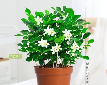 九里香盆栽的盆深选择指南（浅盆？深盆？如何选择九里香最佳生长环境）-第1张图片-绿意生活