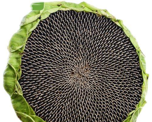 葵花籽的适宜食用方式（生食或熟食，哪种更好？）-第1张图片-绿意生活