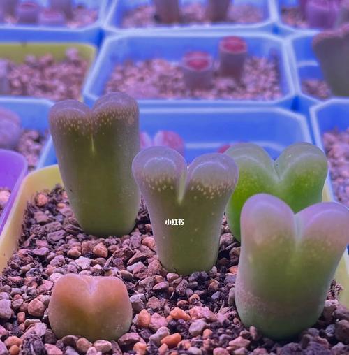 夏季生石花的养护指南（如何让生石花在酷热的夏季健康茁壮成长？）-第1张图片-绿意生活