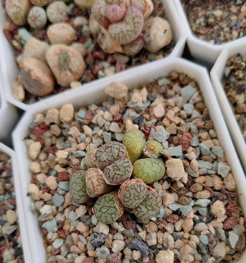 夏季生石花的养护指南（如何让生石花在酷热的夏季健康茁壮成长？）-第2张图片-绿意生活