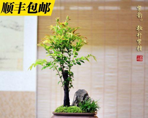 室内养茶树，如何打造一片山水茶园-第2张图片-绿意生活