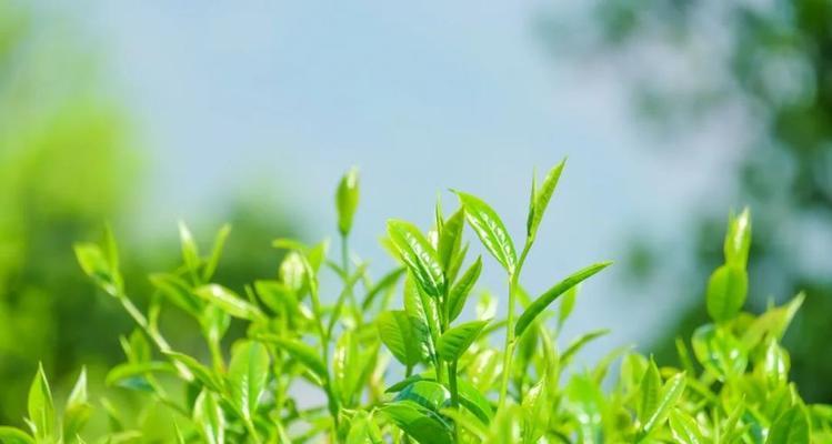 室内养茶树，如何打造一片山水茶园-第3张图片-绿意生活