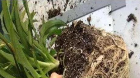 杜鹃花的灌溉方式解密（正确方法、效果与注意事项）-第1张图片-绿意生活