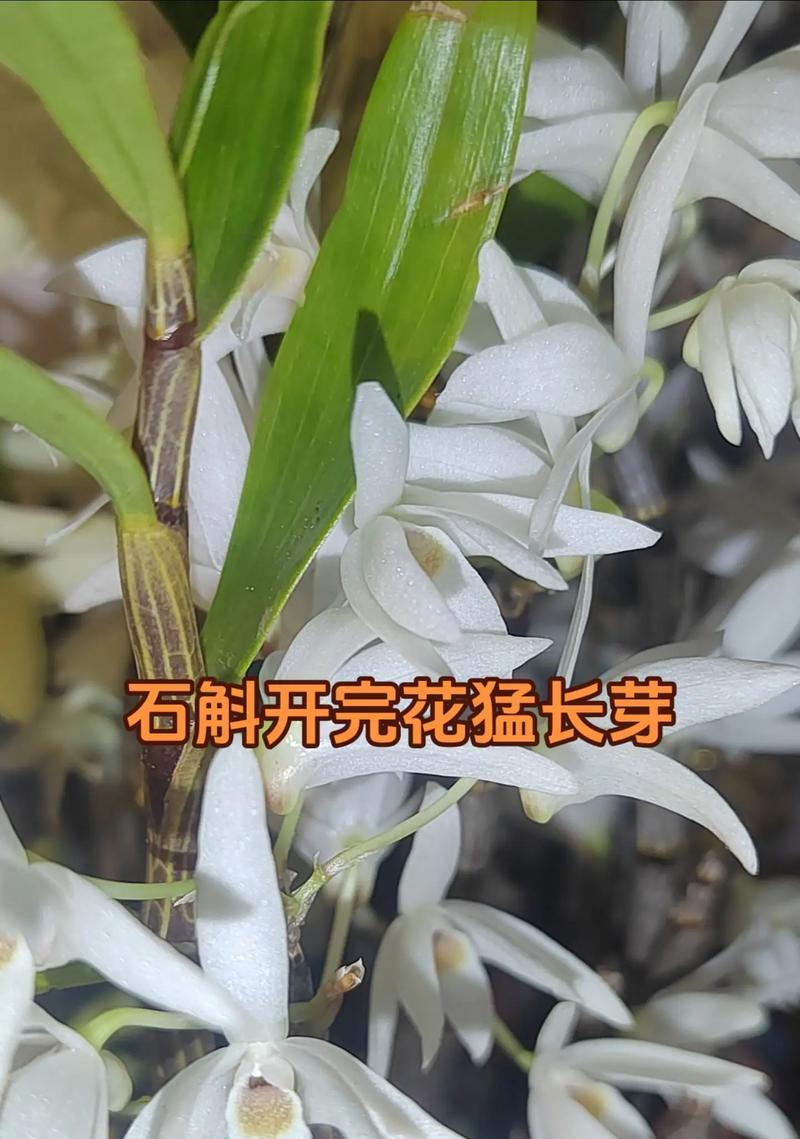 金叉石斛一年开几次花（金叉石斛的开花规律及影响因素）-第1张图片-绿意生活