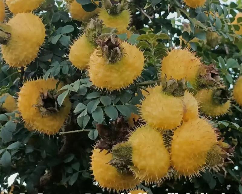 贵州适合种植荔枝树吗？（荔枝树在贵州能否成活结果？）-第2张图片-绿意生活