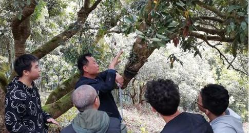 贵州适合种植荔枝树吗？（荔枝树在贵州能否成活结果？）-第3张图片-绿意生活