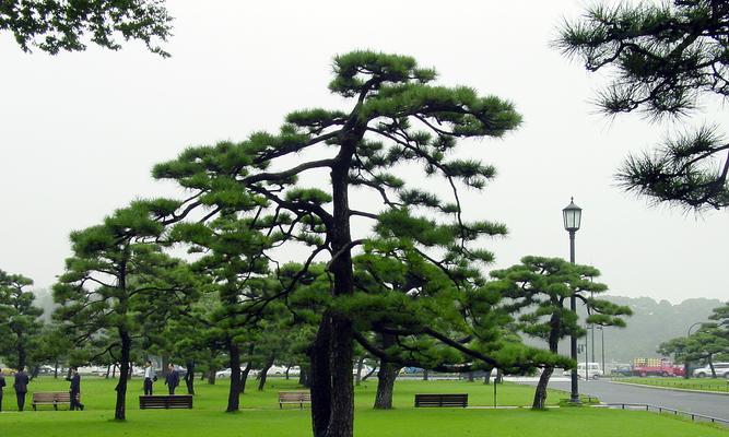 公墓适合种植哪些树种？（选择合适的树种，让公墓更加美丽和庄重）-第1张图片-绿意生活