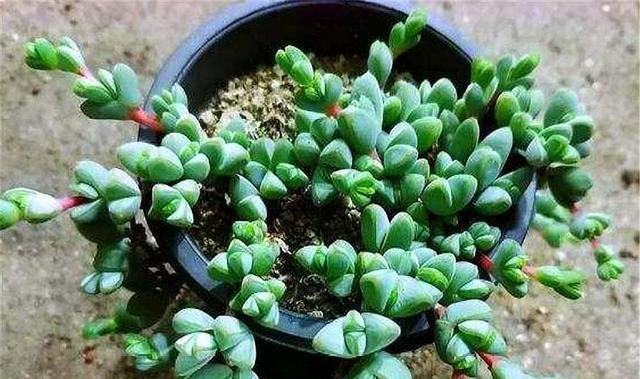 碧玉莲爆盆养护技巧（打造盆栽宝藏，从养护碧玉莲开始）-第3张图片-绿意生活