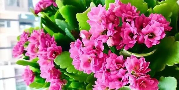长寿花浇水过多的应对方法（如何救治浇水过多的长寿花）-第3张图片-绿意生活