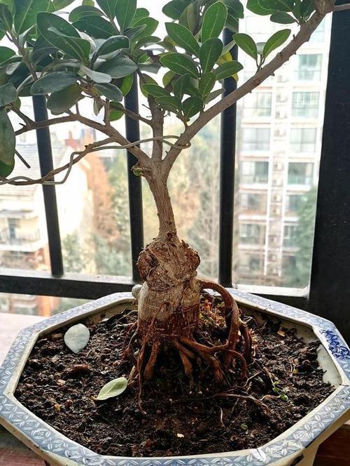 长寿花浇水过多的应对方法（如何救治浇水过多的长寿花）-第2张图片-绿意生活