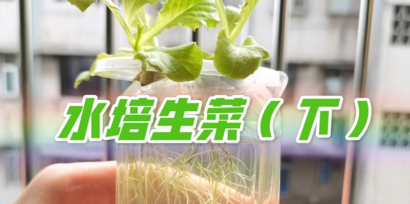 生菜的生长期及成熟时间（多长时间能收获健康生菜？）-第2张图片-绿意生活