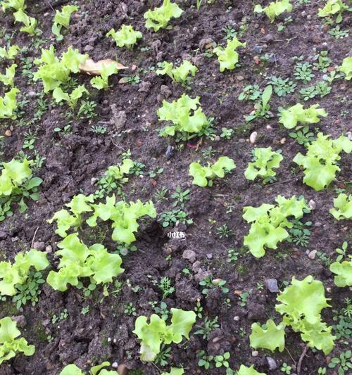 生菜的生长期及成熟时间（多长时间能收获健康生菜？）-第3张图片-绿意生活