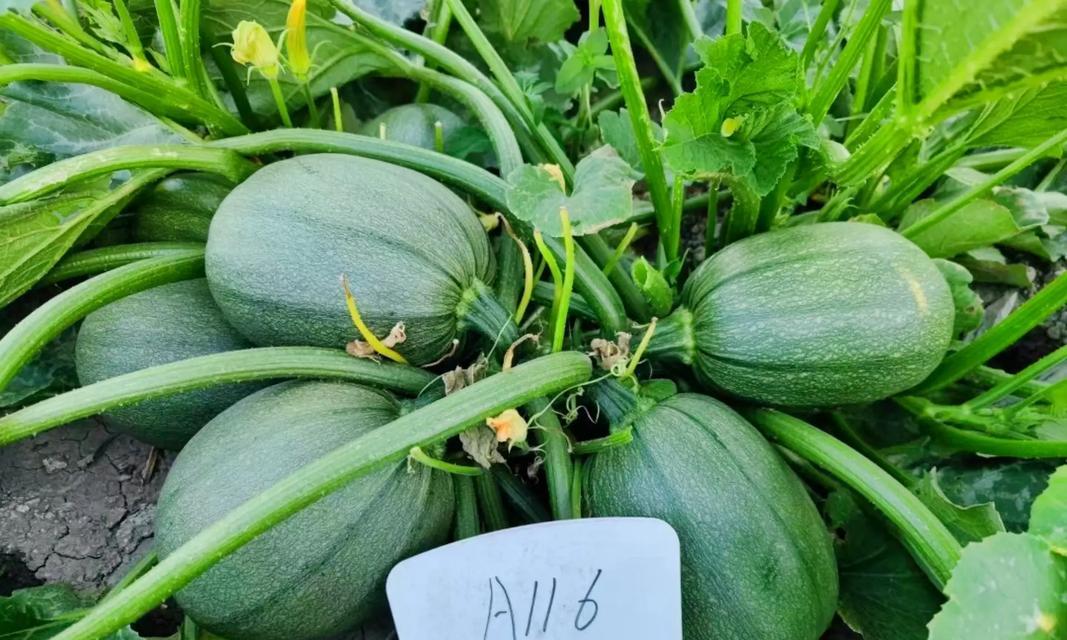 葫芦成熟的季节与上市时间（探秘葫芦的生长环境与采摘技巧）-第2张图片-绿意生活