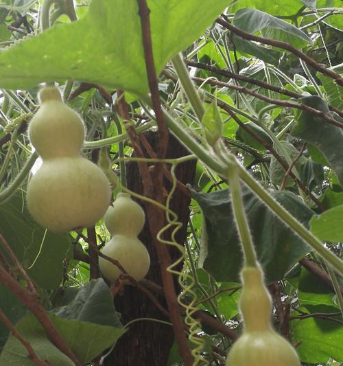 葫芦成熟的季节与上市时间（探秘葫芦的生长环境与采摘技巧）-第1张图片-绿意生活
