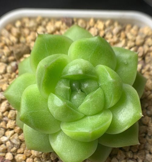 垂吊多肉植物（探秘垂吊多肉植物的魅力与养护技巧）-第2张图片-绿意生活