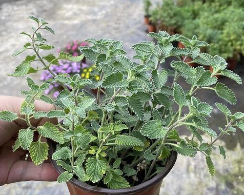 猫薄荷（猫咪们的最爱和健康之源）-第1张图片-绿意生活