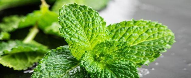 猫薄荷（猫咪们的最爱和健康之源）-第3张图片-绿意生活