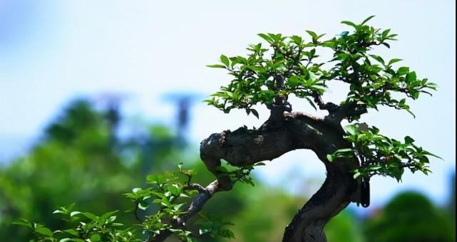 为什么家里不能养黑骨茶？（黑骨茶的危害与家庭安全）-第2张图片-绿意生活