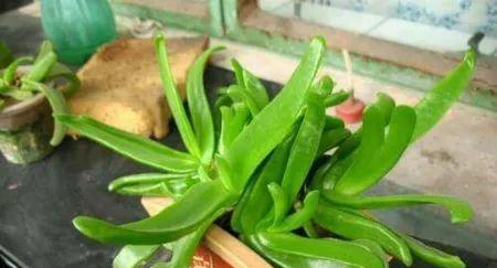 佛手掌的肥料需求解析（掌握佛手掌施肥技巧，让你的佛手掌养护无忧）-第2张图片-绿意生活
