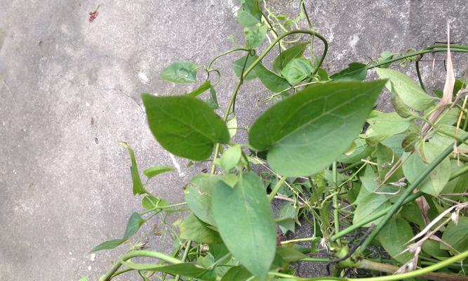 探秘藤蔓植物的世界（品种繁多，形态各异，缤纷多彩，惊艳无比）-第1张图片-绿意生活